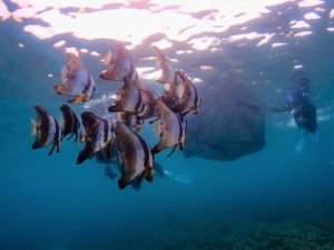 海洋活化12願景(以創意推動海洋復育，並邀請更多社區一同守護海洋)