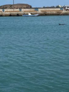 海豚疑困在沙港港區 待援