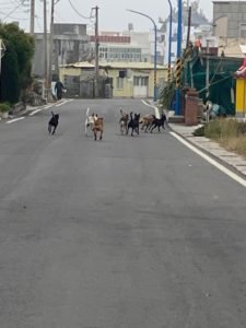 成群流浪狗躍入民宅庭院咬死白兔