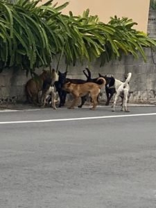成群流浪狗躍入民宅庭院咬死白兔