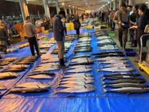 魚市場不再飄惡臭 (賴峰偉)