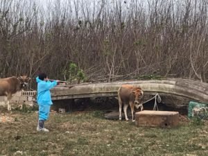 防牛結節疹 農漁局吹箭為牛注疫苗